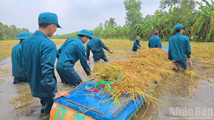 Nhiều phương tiện như xuồng, vỏ lãi được trưng dụng tối đa để vận chuyển lúa thu hoạch từ giữa cánh đồng ngập nước ở ấp Nhà Máy B (xã Khánh Hưng, tỉnh Cà Mau) về nơi khô ráo. (Ảnh: HỮU TÙNG)