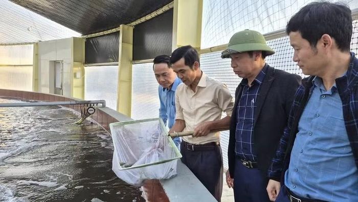Kiểm tra sự sinh trưởng của tôm nuôi. (Ảnh: NGUYỄN THÀNH)