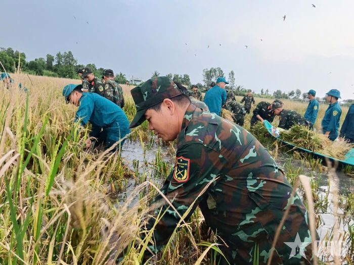 Cán bộ, chiến sĩ Trung đoàn Bộ binh 896, Bộ CHQS tỉnh Cà Mau giúp người dân thu hoạch lúa.