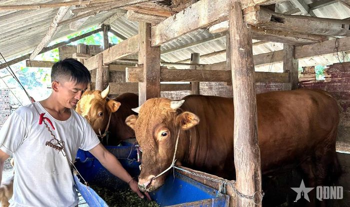  Anh Thò Mí Xá chăm sóc đàn bò của gia đình tại thôn Cán Chu Phìn, xã Khâu Vai, tỉnh Tuyên Quang.  