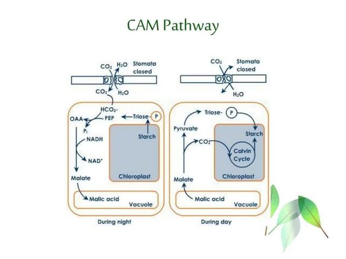 Cơ chế quang hợp ban đêm Crassulacean Acid Metabolism (CAM).