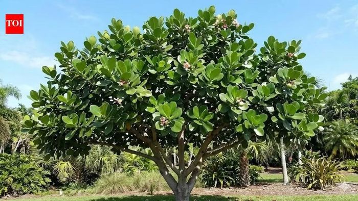 Cây nhiệt đới Clusia rosea chỉ "thở" vào ban đêm, các nhà khoa học cho rằng điều này có thể thay đổi nền nông nghiệp