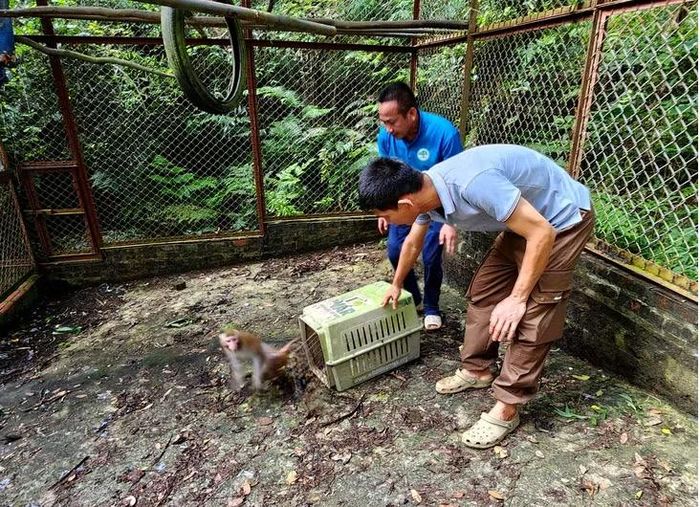 Cá thể khỉ được các cán bộ Trạm Đa dạng sinh học Mê Linh tiếp nhận, đưa vào khu chăm sóc.