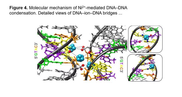 Cơ chế phân tử của quá trình ngưng tụ DNA-DNA do Ni 2+ xúc tác.