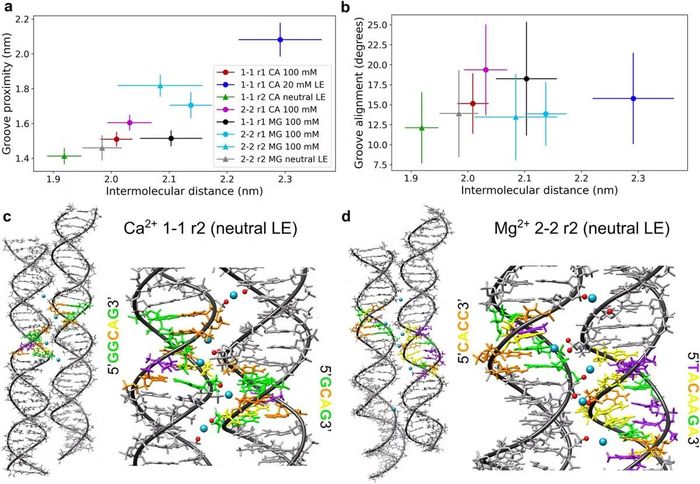 Cơ chế phân tử của sự ngưng tụ DNA-DNA được trung gian bởi Ca²⁺ và Mg²⁺