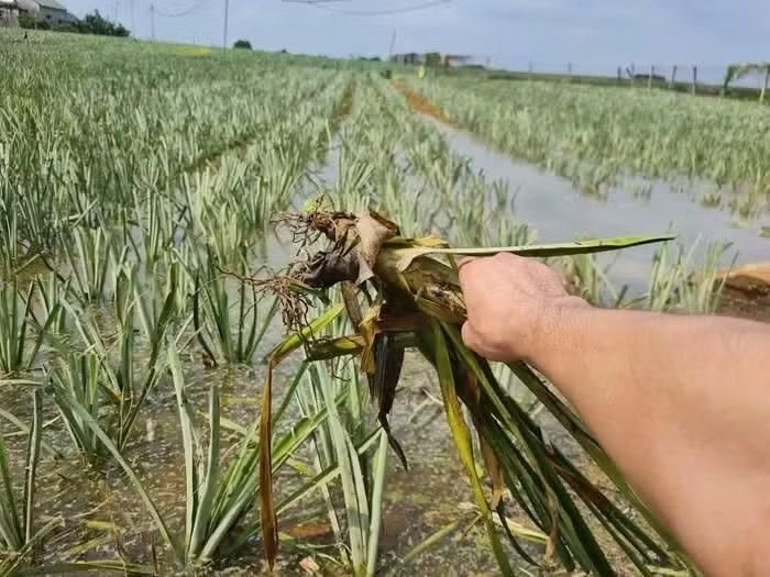 Khoảng 20ha dứa tại xã Xuân Tín cũng ngập do mưa kéo dài.