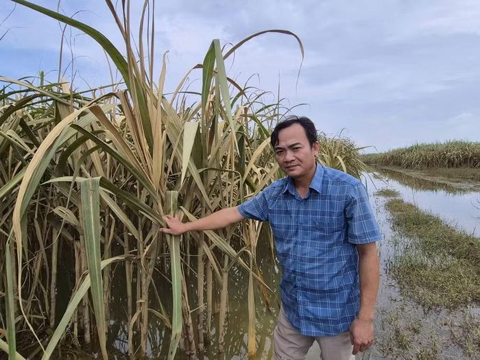 Gia đình anh Thạch có 2ha mía đều bị ngập.