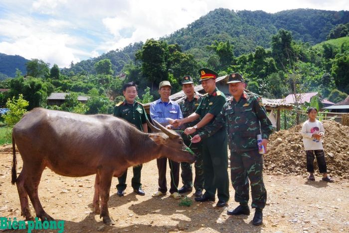 Đại tá Nguyễn Như Hợp, Bí thư Đảng ủy, Chính ủy Đoàn Kinh tế - Quốc phòng 326 (thứ 2 từ phải sang), cùng Ban Quản lý dự án kiểm tra chất lượng con giống trước khi cấp cho nhân dân xã Mường Lèo, tỉnh Sơn La. Ảnh: Tuấn Duy
