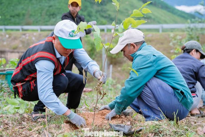 Nhiều hộ dân ở Tà Lang - Giàn Bí chuyển đổi trồng rừng cây gỗ lớn để giữ rừng, giữ nước.