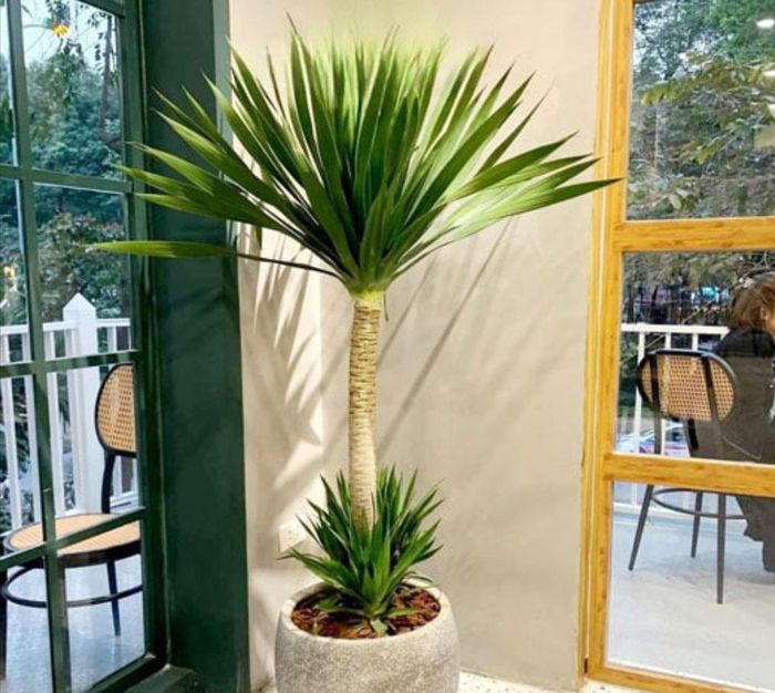Phát tài với thân chắc khỏe và lá xanh mướt tượng trưng cho sự vững chãi, phù hợp đặt ở góc phòng hoặc gần cửa ra vào của quán.