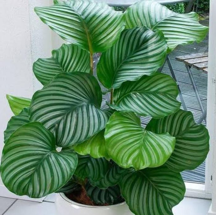 Đuôi công với hoa văn lá độc đáo như tác phẩm nghệ thuật tự nhiên, phù hợp đặt ở kệ trang trí hoặc bàn trà trong quán cà phê.