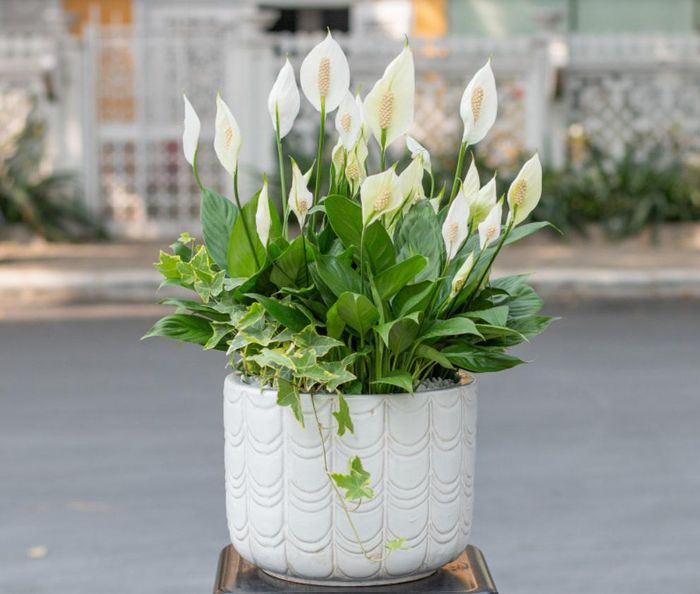 Lan ý với hoa trắng tinh khôi và lá xanh bóng không chỉ thanh lọc không khí mà còn tạo điểm nhấn thanh lịch cho không gian đón khách của quán.