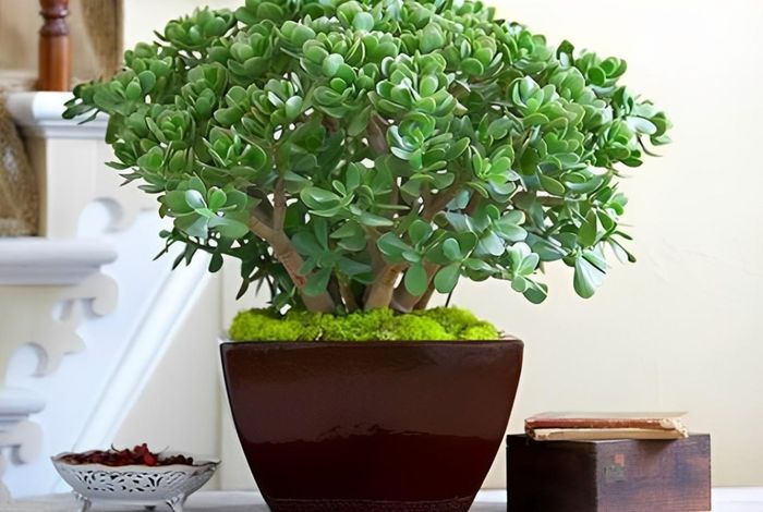 Ngọc bích với lá tròn dày như đồng xu xếp chồng là biểu tượng của sự tích lũy tài sản, phù hợp đặt ở quầy thu ngân hoặc bàn làm việc.
