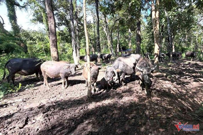Đàn trâu được nuôi nhốt trong vùng lõi VQG Yok Đôn. Ảnh: Hải Dương
