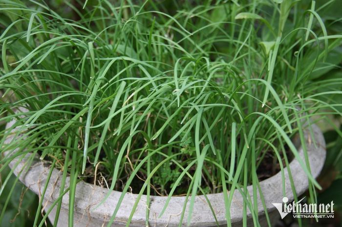Cây hẹ hỗ trợ tiêu hóa, giảm ho hiệu quả. Ảnh: N. Huyền