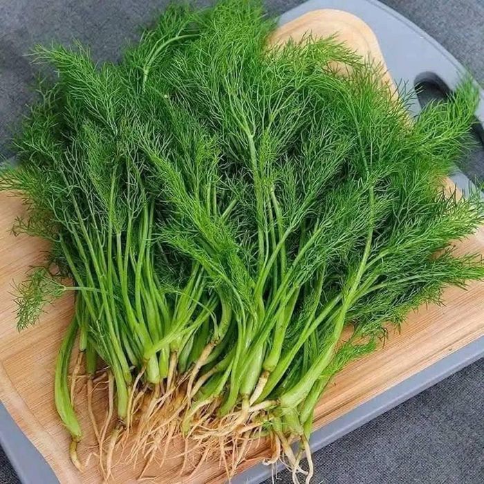 Thì là hỗ trợ tiêu hóa rất hiệu quả. Ảnh: Phương Anh