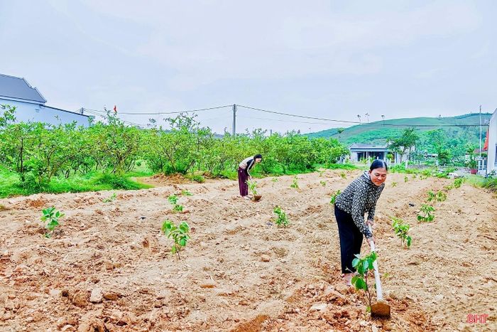 Kiểm tra nguồn gốc, thông tin giống và giấy tờ liên quan giúp người mua hạn chế rủi ro khi trồng cây ăn quả.