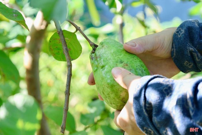 Sau lần mua cây giống không như kỳ vọng, chị Nguyễn Thị Đạt cẩn trọng hơn, ưu tiên lựa chọn cây tại những cơ sở uy tín để quả đạt chất lượng tốt.