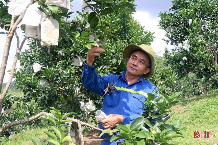 Vườn cam của gia đình anh Thái đã được bọc quả cẩn thận, chờ mùa thu hoạch.