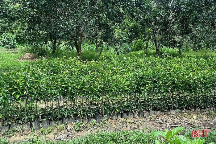 Người dân các trang trại ươm giống, mở rộng diện tích cam giòn.