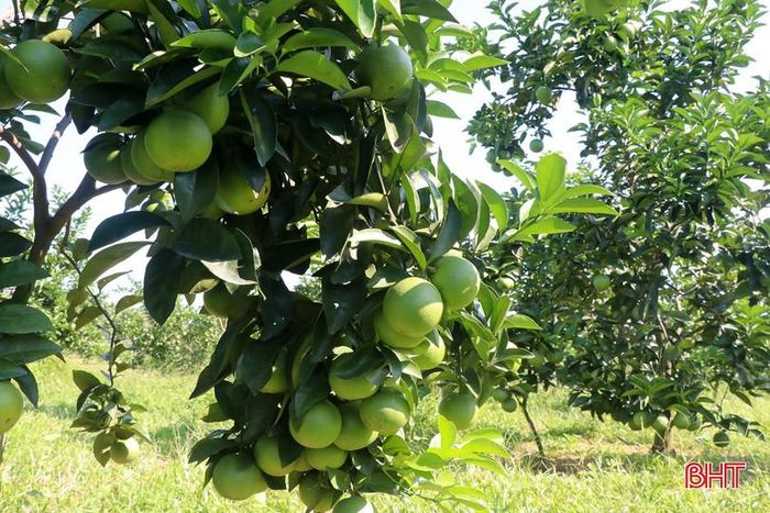 Những vườn cam giòn trĩu quả hứa hẹn một mùa bội thu.