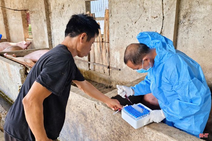 Chi cục Chăn nuôi và Thú y vùng III phối hợp với Chi cục Trồng trọt và Chăn nuôi Hà Tĩnh lấy mẫu giám sát vi-rút dịch tả lợn châu Phi tại các cơ sở giết mổ trên địa bàn.