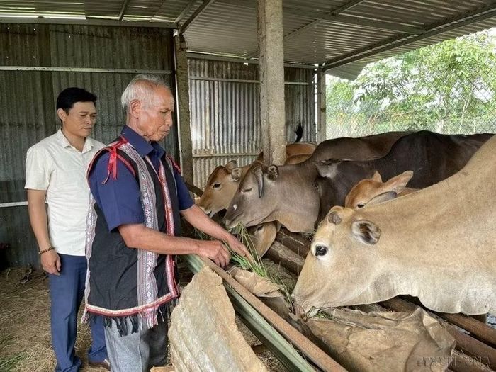 Già Puih Duch, làng Jut 2, huyện Ia Grai, Gia Lai, gương mẫu đi đầu trong phát triển kinh tế, xóa đói giảm nghèo (2023). (Ảnh: TTXVN)
