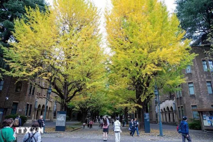 Đại học Tokyo. (Ảnh: Xuân Giao/TTXVN)