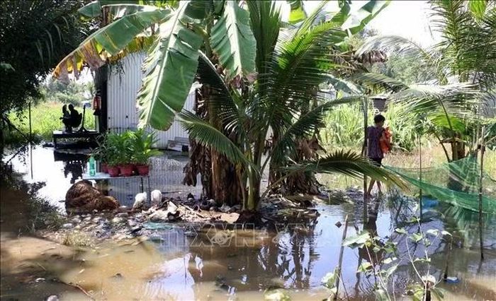 Một số diện tích sản xuất nằm ngoài vùng đê bao bị ảnh hưởng khi mực nước tiếp tục dâng cao.