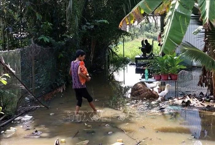 Một số diện tích sản xuất nằm ngoài vùng đê bao bị ảnh hưởng khi mực nước tiếp tục dâng cao.