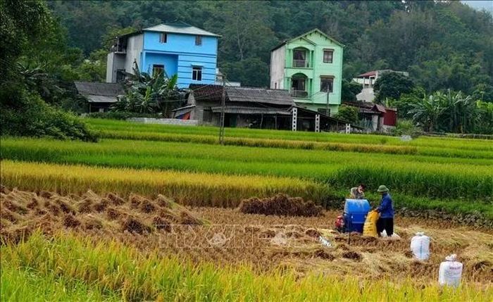 Người dân thung lũng Ngọc Côn vào mùa gặt.