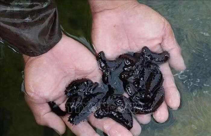 Hải sâm đen giống trong chu kỳ sinh trưởng tháng thứ 4.