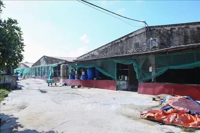 Khu chăn nuôi lợn của Công ty Cổ phần Đầu tư và Phát triển nông thôn Nông Thịnh.