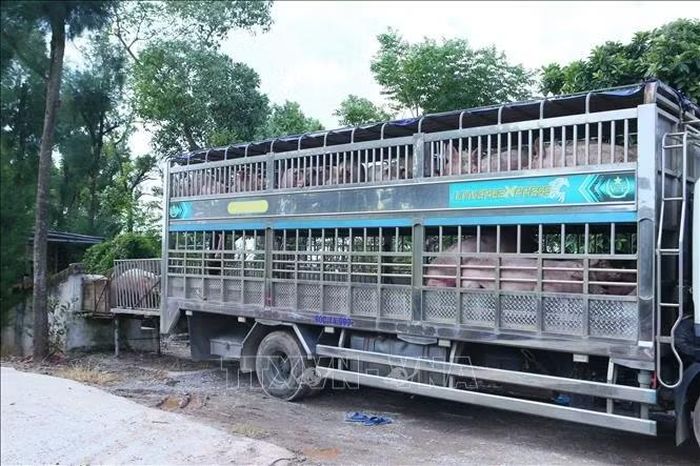 Các lứa lợn của Công ty Cổ phần Đầu tư và Phát triển nông thôn Nông Thịnh đang được xuất bán để dọn dẹp chuồng trại, đầu tư công nghệ mới giảm thiểu ô nhiễm môi trường.