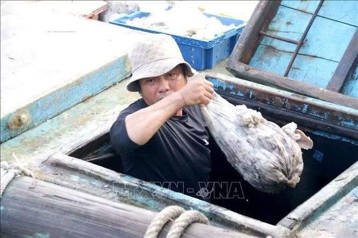 Ngư dân Lâm Đồng bốc dỡ hải sản từ những hầm lạnh trên tàu lên bờ.