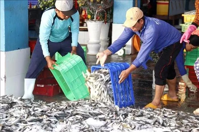 Hải sản sau khi bốc dỡ được các vựa cá thu mua, phân loại.