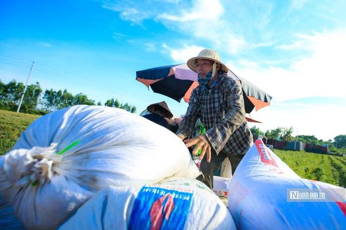 Nghị định mới cắt giảm điều kiện kinh doanh xuất khẩu gạo, tạo thuận lợi hơn cho doanh nghiệp mới gia nhập thị trường (Ảnh: Hữu Thắng).