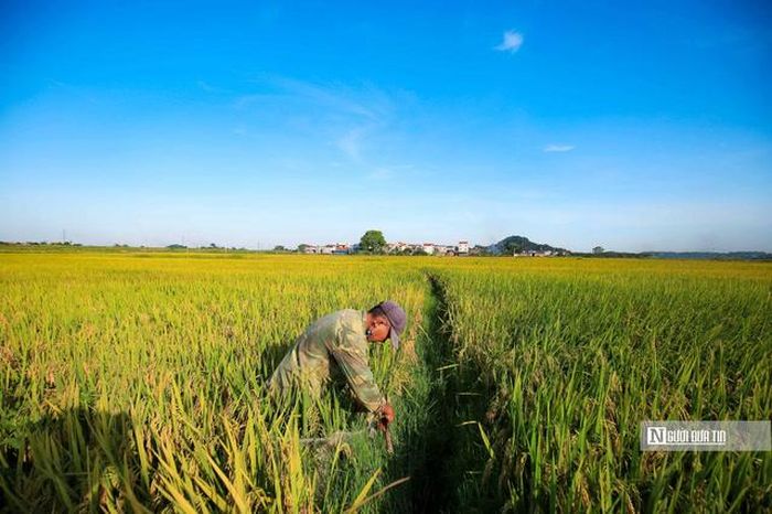 Nghị định mới sẽ bổ sung cơ chế đánh giá mức độ tín nhiệm đối với thương nhân xuất khẩu gạo.