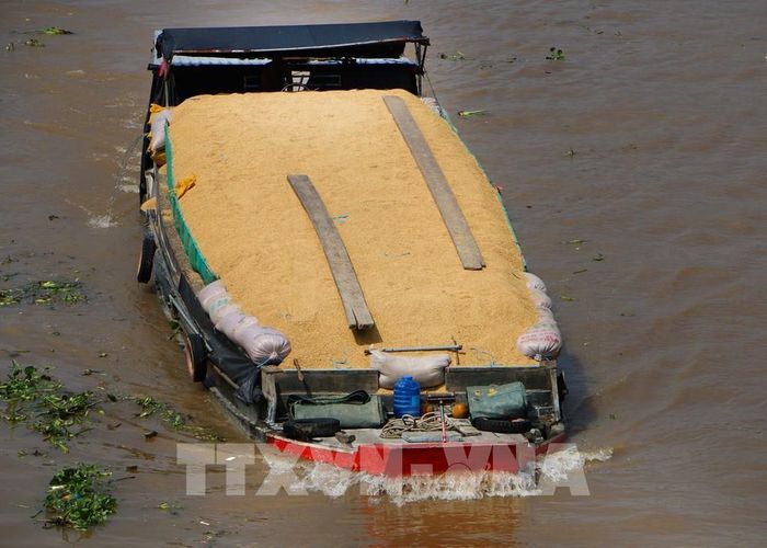 Trong những thời điểm thu hoạch tập trung, sản lượng hàng hóa tăng mạnh, hệ thống đường thủy trở thành kênh hỗ trợ quan trọng, giúp phân tán áp lực vận chuyển trên đường bộ tại Cần Thơ. Ảnh: Duy Khương – TTXVN