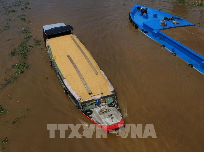 Những chuyến ghe chở lúa, trái cây, thủy sản hay vật tư nông nghiệp xuôi ngược trên các tuyến sông không chỉ phục vụ nhu cầu vận chuyển mà còn tạo nên mạng lưới giao thương đặc trưng của Cần Thơ. Ảnh: Duy Khương – TTXVN