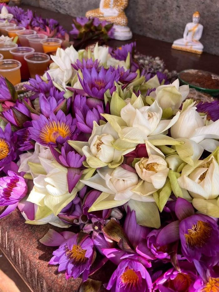 Lotus là loài hoa biểu tượng tại Sri Lanka. Khắp các đền thờ, stupa, chùa, đều trải dài những đĩa lễ vật này