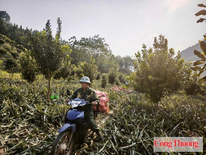 Người dân Pú Nhung trong niềm vui thu hoạch vụ dứa.