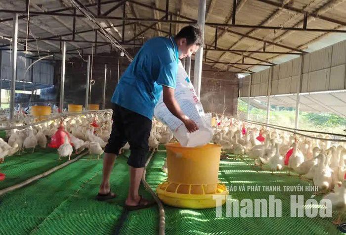 Anh Đào Văn Tăng chăm sóc đàn vịt 3.000 con trước khi bắt đầu công việc của Trưởng thôn Đa Lộc.