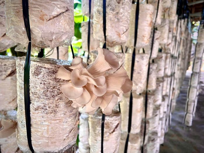 Nấm thành phẩm của Công ty cổ phần Nấm 3F được thu hoạch tại trang trại của người dân. Ảnh: Huỳnh Dũng