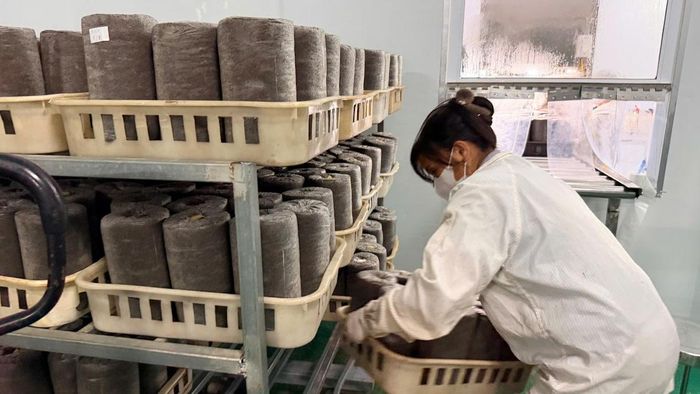 Quy trình cấy giống của Công ty cổ phần Nấm 3F. Ảnh: Huỳnh Dũng