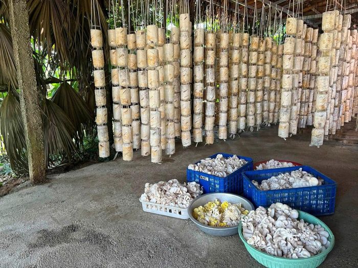 Nấm thành phẩm thu hoạch hằng ngày tại gia đình anh  Đặng Văn Quang. Ảnh: Huỳnh Dũng