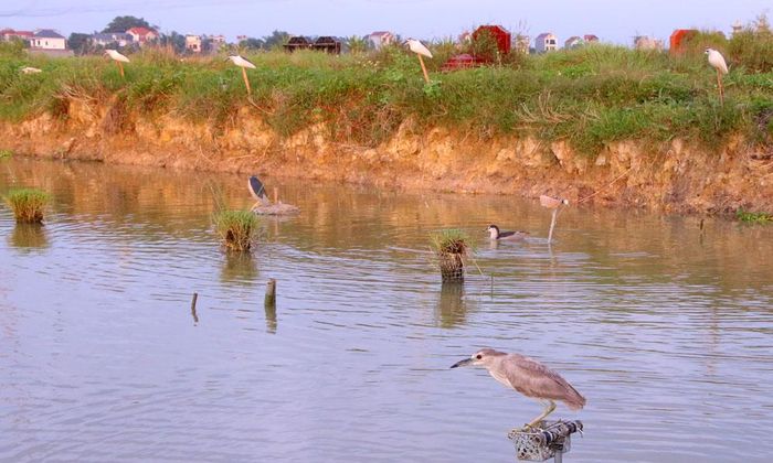  Đối tượng sử dụng chim "mồi" để dụ con vật mắc lưới.  