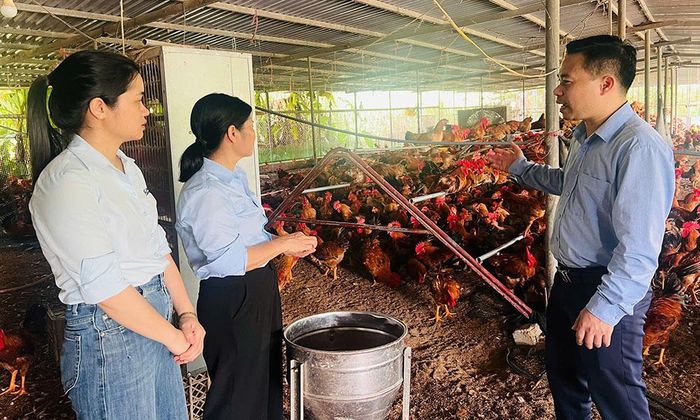 Gà ri lai được nuôi theo hướng an toàn sinh học, bảo đảm phúc lợi động vật và đạt chứng nhận VietGAHP.