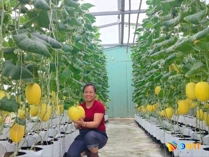 Vụ sản xuất dưa lưới đầu tiên đã thành công. Ảnh: HOÀNG LIÊN