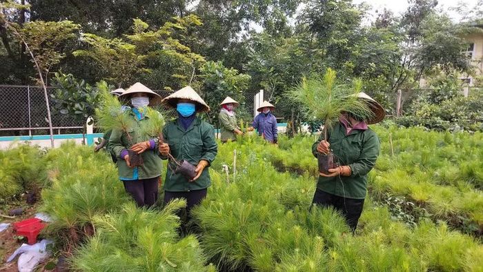  Trung tâm Lâm nghiệp Nhiệt đới cung ứng thông ba lá cho các đơn vị trồng rừng. Ảnh: N.D 